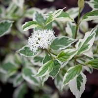 Dereń biały Sibirica Variegata