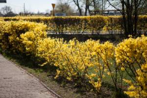 Forsycja pośrednia