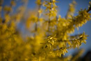 Forsycja pośrednia 'Golden Times'