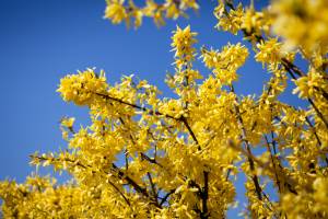 Forsycja pośrednia 'Golden Times'
