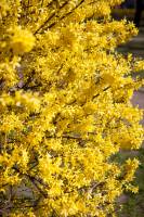 Forsycja pośrednia 'Goldzauber'