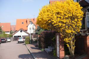Forsycja pośrednia 'Goldzauber'