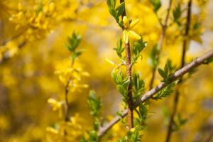 Forsycja pośrednia 'Goldzauber'