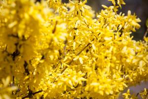 Forsycja pośrednia 'Goldzauber'