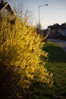 Forsycja pośrednia 'Goldzauber'