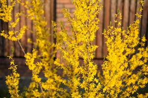 Forsycja pośrednia 'Goldzauber'