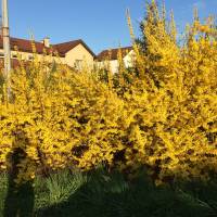 Forsycja pośrednia 'Lynwood'