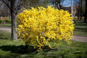 Forsycja pośrednia 'Lynwood'