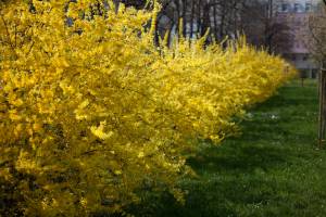 Forsycja pośrednia 'Lynwood'