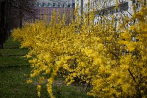 Forsycja pośrednia 'Lynwood'