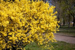 Forsycja pośrednia 'Lynwood'