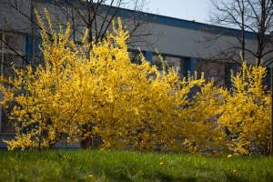 Forsycja pośrednia 'Lynwood'