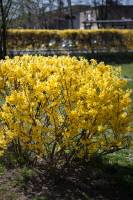 Forsycja pośrednia 'Lynwood'