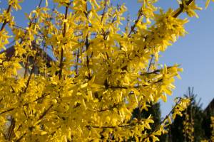 Forsycja pośrednia 'Maluch'
