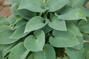 Funkia 'Blue Cadet'
