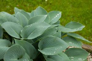 Funkia 'Blue Cadet'