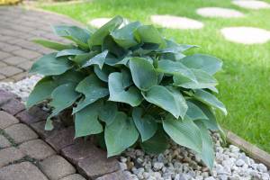 Funkia 'Blue Cadet'