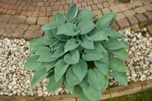 Funkia 'Blue Cadet'