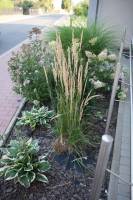 Funkia 'Minuteman'