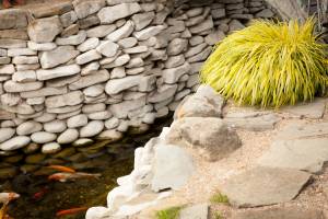 Hakonechloa smukła All Gold