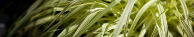 Hakonechloa smukła All Gold