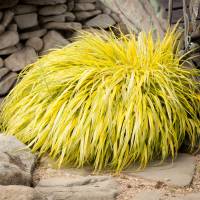 Hakonechloa smukła All Gold