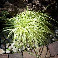Hakonechloa smukła All Gold