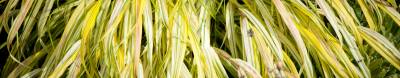 Hakonechloa smukła Aureola