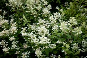 Hortensja bukietowa Dart's Little Dot