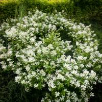 Hortensja bukietowa Dart's Little Dot