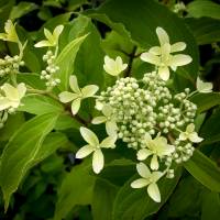 Hortensja bukietowa Great Star Le Vasterival