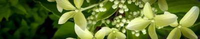 Hortensja bukietowa Great Star Le Vasterival