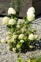 Hortensja bukietowa Phantom