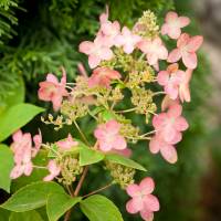 Hortensja bukietowa Pink Diamond