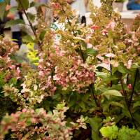 Hortensja bukietowa Pink Diamond