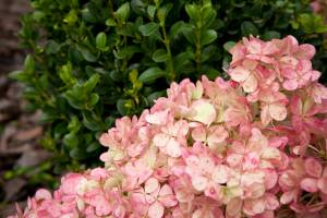 Hortensja bukietowa SUNDAE FRAISE 'Rensun'