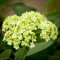 Hortensja krzewiasta/drzewiasta Grandiflora