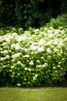 Hortensja krzewiasta/drzewiasta Grandiflora