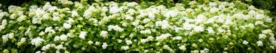 Hortensja krzewiasta/drzewiasta Grandiflora