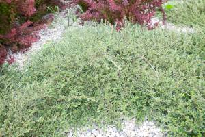 Irga purpurowa 'Variegatus'