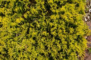 Jałowiec płożący 'Golden Carpet'