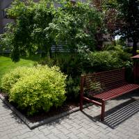 Jarząb pospolity 'Pendula', Tawuła japońska 'Goldmound'