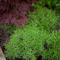 klon palmowy atropurpureum lawenda wąskolistna Hidcote