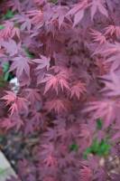 Klon palmowy Atropurpureum, Rośliny ozdobne z liści