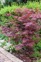 Klon palmowy 'Atropurpureum'