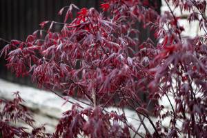 Klon palmowy Atropurpureum