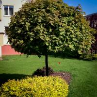 Klon pospolity Globosum oraz tawuła japońska Golden Princess