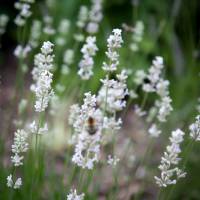 Lawenda wąskolistna Aromatico Silver
