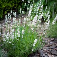 Lawenda wąskolistna Aromatico Silver