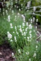 Lawenda wąskolistna Aromatico Silver
